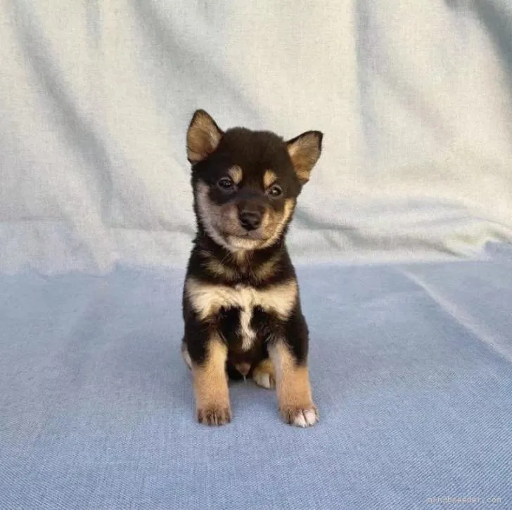 ID：2210-01206の子犬