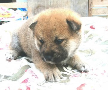 柴犬(標準サイズ)【奈良県・男の子・2018年2月20日・赤】の写真「威風堂々とした男の子です！」