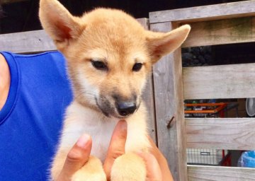 柴犬(標準サイズ)【奈良県・男の子・2018年6月12日・赤】の写真「犬舎移転一周年記念‼️割引特価❣️」