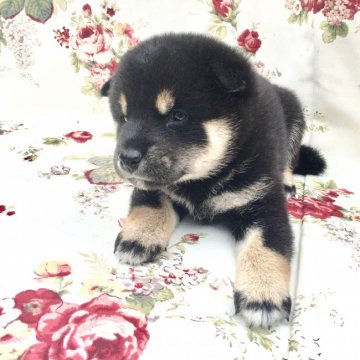 柴犬(標準サイズ)【奈良県・女の子・2019年5月19日・黒】の写真「綺麗な黒毛の女の子です。」