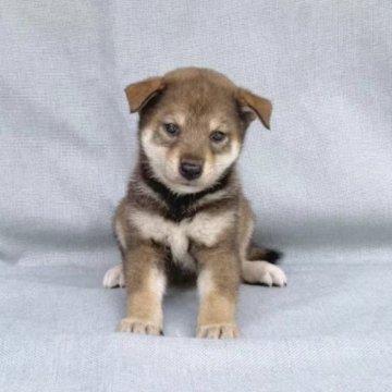 柴犬(豆柴)【奈良県・女の子・2023年8月6日・赤胡麻】の写真「かわいい豆柴の女の子です❣️」