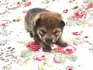 柴犬(標準サイズ)【奈良県・女の子・2019年3月16日・胡麻】の写真「配色のいい胡麻毛です。」