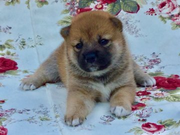 柴犬(標準サイズ)【奈良県・女の子・2018年7月24日・赤】の写真「賞歴多数のお母さんです‼️かなりの小ぶりです❣️」