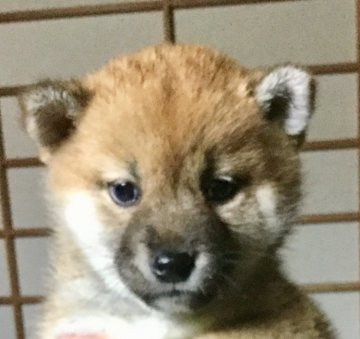 柴犬(豆柴)【奈良県・女の子・2018年2月19日・赤】の写真「人気の豆柴です！」