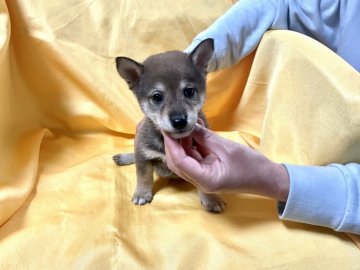 柴犬(豆柴)【奈良県・男の子・2022年2月16日・胡麻(赤胡麻)】の写真「気にったらその日に連れて帰れます❣️」
