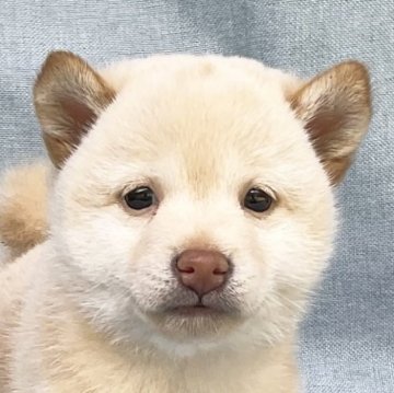 柴犬(豆柴)【奈良県・男の子・2023年10月17日・🤍】の写真「綺麗な白柴です❣️」