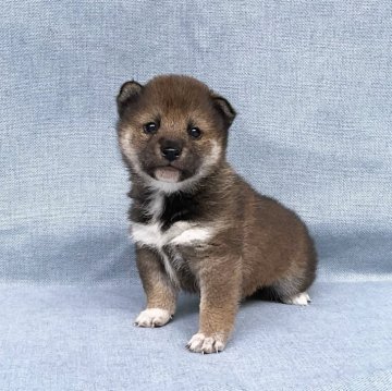 柴犬(豆柴)【奈良県・女の子・2024年1月25日・胡麻】の写真「かわいい胡麻ちゃんです。」
