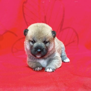 柴犬(豆柴)【奈良県・女の子・2024年6月8日・赤】の写真「愛嬌がある子❣️」