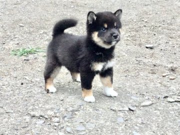 柴犬(標準サイズ)【奈良県・女の子・2019年5月19日・黒】の写真「綺麗な黒毛の女の子です。」