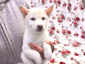 柴犬(標準サイズ)【奈良県・男の子・2018年12月26日・白】の写真「綺麗な白毛の男の子です」