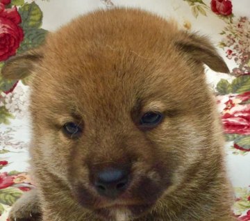 柴犬(標準サイズ)【奈良県・男の子・2018年4月18日・赤】の写真「お年寄りに優しい小振りの仔犬」