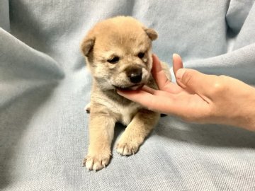 柴犬(標準サイズ)【奈良県・男の子・2020年12月17日・赤】の写真「大人しくて賢い柴です。」