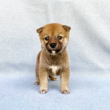 柴犬(豆柴)【奈良県・女の子・2024年4月6日・赤】の写真「丸々目で綺麗な豆柴ちゃん」