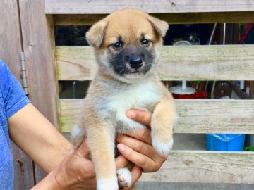 柴犬(標準サイズ)【奈良県・男の子・2018年6月18日・赤】の写真「目力のあるいい柴です！」