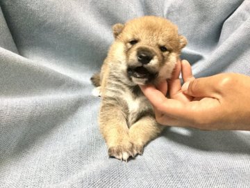 柴犬(標準サイズ)【奈良県・女の子・2020年5月14日・赤】の写真「オリジナルフードのモデルの仔犬です。」