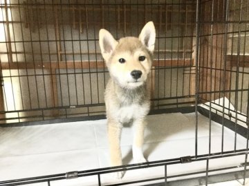 柴犬(標準サイズ)【奈良県・女の子・2019年7月31日・赤】の写真「創業祭価格❣️」