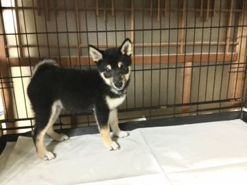 柴犬(標準サイズ)【奈良県・女の子・2019年8月5日・黒】の写真「創業祭価格❣️」