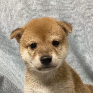 柴犬(豆柴)【奈良県・男の子・2022年7月24日・赤】の写真「愛嬌がいい豆柴です❣️」