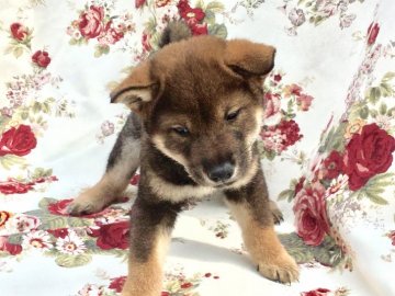 柴犬(標準サイズ)【奈良県・男の子・2019年2月2日・胡麻】の写真「４月のサービス価格です」