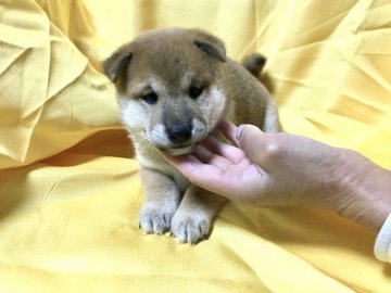 柴犬(標準サイズ)【奈良県・男の子・2020年3月24日・赤】の写真「健康的な仔犬を如何ですか。」