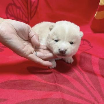 柴犬(豆柴)【奈良県・男の子・2022年11月19日・白】の写真「ぬいぐるみみたいな白豆柴ちゃん💕」