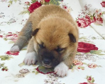 柴犬(標準サイズ)【奈良県・男の子・2018年6月18日・赤】の写真「しっかりした男の子です！」