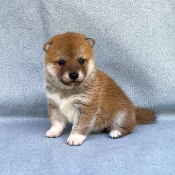 柴犬(豆柴)【奈良県・女の子・2024年3月28日・赤】の写真「小さな豆柴ちゃん❣️」