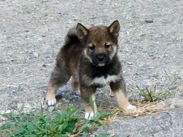 柴犬(標準サイズ)【奈良県・男の子・2018年6月25日・胡麻【黒胡麻】】の写真「希少な胡麻です。」