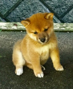 柴犬(標準サイズ)【奈良県・男の子・2018年7月24日・赤】の写真「賞歴多数の直子❣️いい男の子ですよー❣️」