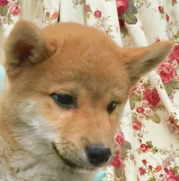 柴犬(標準サイズ)【奈良県・男の子・2018年3月12日・赤】の写真「躾もバッチリです！」