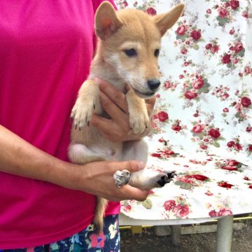 柴犬(豆柴)【奈良県・男の子・2019年6月9日・赤】の写真「月齢の割にはかなり小さい豆柴です。」