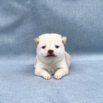 柴犬(豆柴)【奈良県・女の子・2024年4月16日・白】の写真「手のひらサイズの極小白豆柴ちゃん❣️」