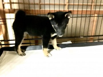 柴犬(標準サイズ)【奈良県・男の子・2019年8月10日・黒】の写真「創業祭価格❣️」