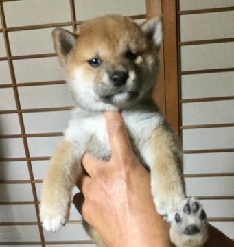 柴犬(標準サイズ)【奈良県・女の子・2018年2月20日・赤】の写真「ぽっちゃり美人の女の子です！」