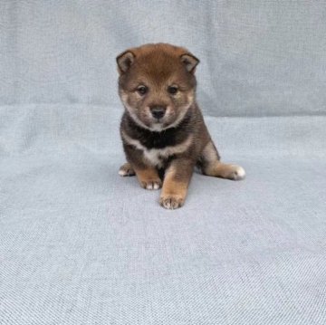 柴犬(豆柴)【奈良県・女の子・2022年11月21日・胡麻】の写真「綺麗な胡麻豆柴ちゃんです💕」