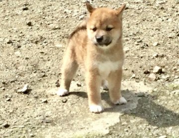 柴犬(標準サイズ)【奈良県・女の子・2019年5月28日・赤】の写真「綺麗な赤毛の女の子」