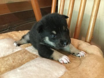 柴犬(豆柴)【奈良県・女の子・2018年6月25日・黒】の写真「希少な豆の黒柴です！」