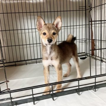 柴犬(豆柴)【奈良県・男の子・2023年4月6日・胡麻】の写真「ちっちゃなちっちゃな胡麻毛豆柴ちゃん」