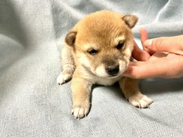 柴犬(豆柴)【奈良県・女の子・2022年2月1日・赤】の写真「創業祭価格です」