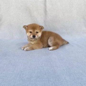 柴犬(豆柴)【奈良県・女の子・2023年4月6日・赤】の写真「かわいい豆柴ちゃんです。」
