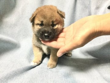 柴犬(標準サイズ)【奈良県・男の子・2020年8月6日・赤】の写真「大人しい男の子です。」