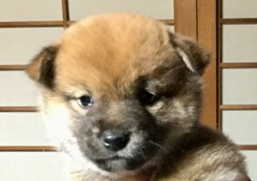 柴犬(豆柴)【奈良県・女の子・2018年2月19日・赤】の写真「人気の豆柴です！」