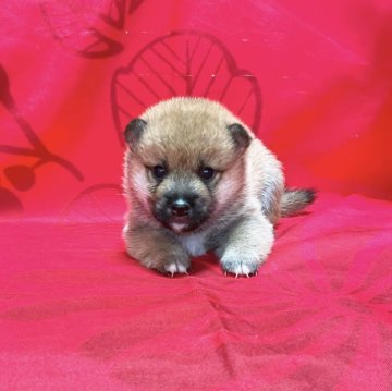 柴犬(豆柴)【奈良県・男の子・2024年6月8日・赤】の写真「目元が大きい」