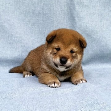 柴犬(豆柴)【奈良県・男の子・2024年3月25日・赤】の写真「凛とした子犬ちゃんです。」