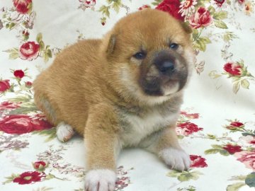 柴犬(標準サイズ)【奈良県・男の子・2018年6月18日・赤】の写真「しっかりした男の子です！」
