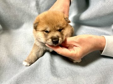 柴犬(豆柴)【奈良県・女の子・2022年2月20日・赤】の写真「従順な賢い柴犬です」