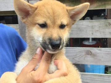 柴犬(標準サイズ)【奈良県・男の子・2018年6月12日・赤】の写真「犬舎移転一周年記念‼️138000円を値下げ❣️」