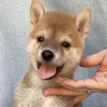 柴犬(豆柴)【奈良県・男の子・2022年7月24日・赤】の写真「男前の子です💕」