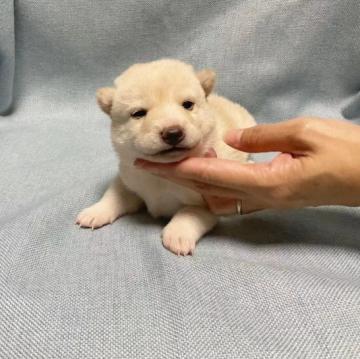 柴犬(豆柴)【奈良県・女の子・2022年9月17日・白】の写真「かわいい白豆柴ちゃんです。」