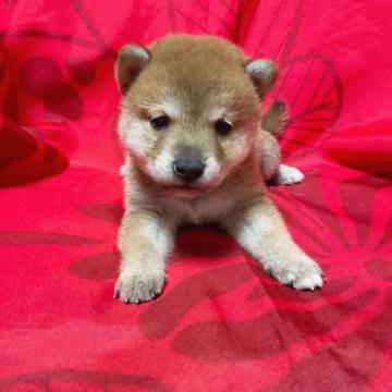 柴犬(豆柴)【奈良県・女の子・2022年8月28日・赤】の写真「癖のないいい仔です❣️」